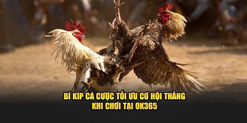 Bí kíp cá cược tối ưu cơ hội thắng khi chơi tại OK365