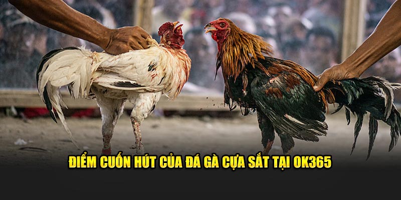 Điểm cuốn hút của đá gà cựa sắt tại OK365