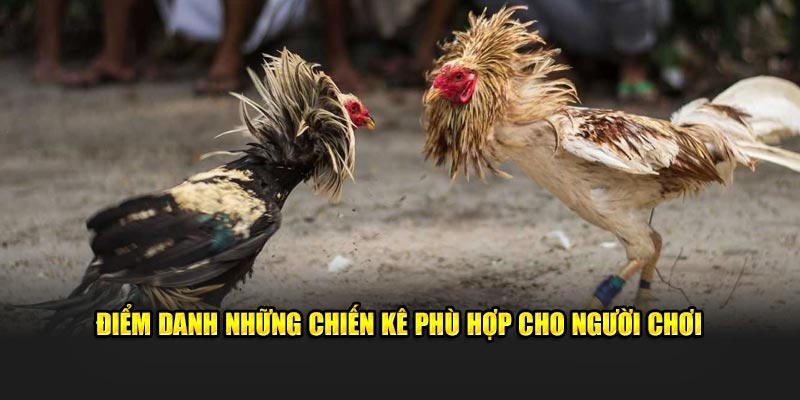 Điểm danh những chiến kê phù hợp cho người chơi