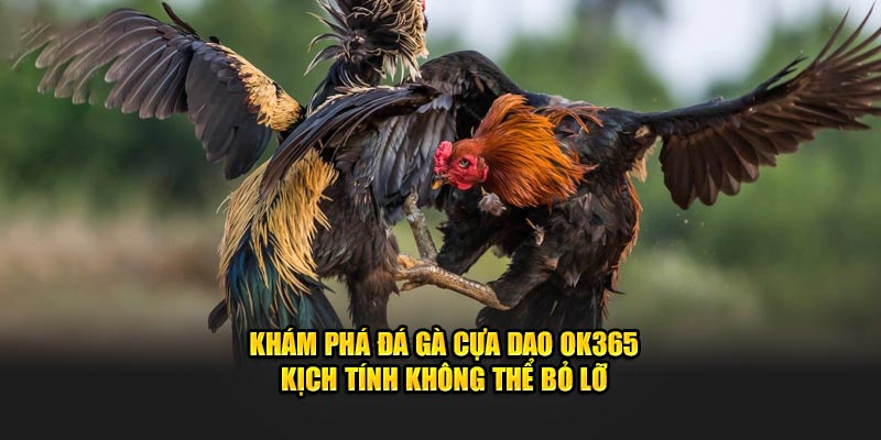 Khám Phá Đá Gà Cựa Dao OK365 - Kịch Tính Không Thể Bỏ Lỡ