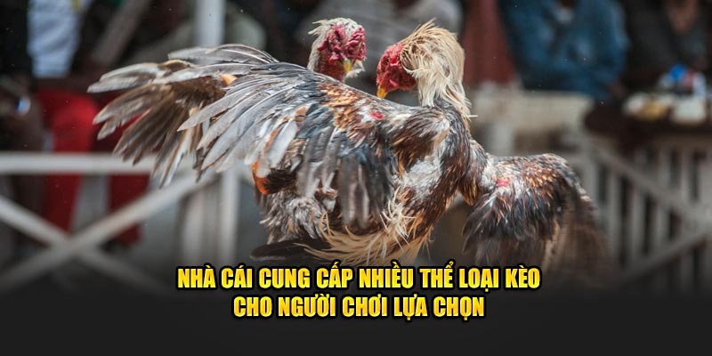 Nhà cái cung cấp nhiều thể loại kèo cho người chơi lựa chọn