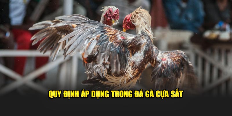 Quy định áp dụng trong đá gà cựa sắt 