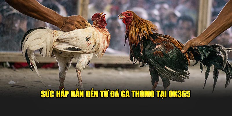 Sức hút đặc biệt của đá gà Thomo trên OK365