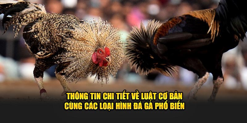 Thông tin chi tiết về luật cơ bản cùng các loại hình đá gà phổ biến