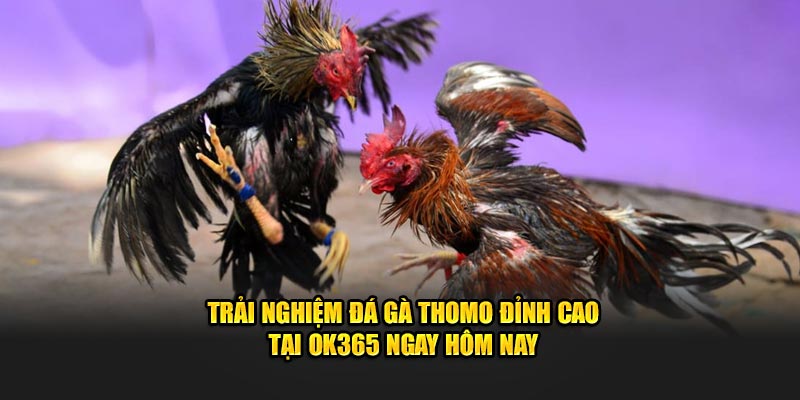 Trải Nghiệm Đá Gà Thomo Đỉnh Cao Tại OK365 Ngay Hôm Nay