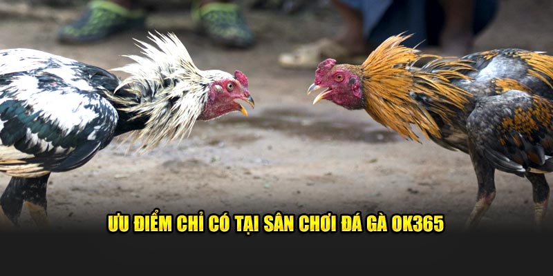 Ưu điểm chỉ có tại sân chơi đá gà OK365